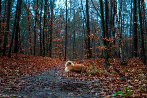 Un chien de race golden retriever marchant joyeusement sur un sentier forestier couvert de feuilles rousses d'automne.