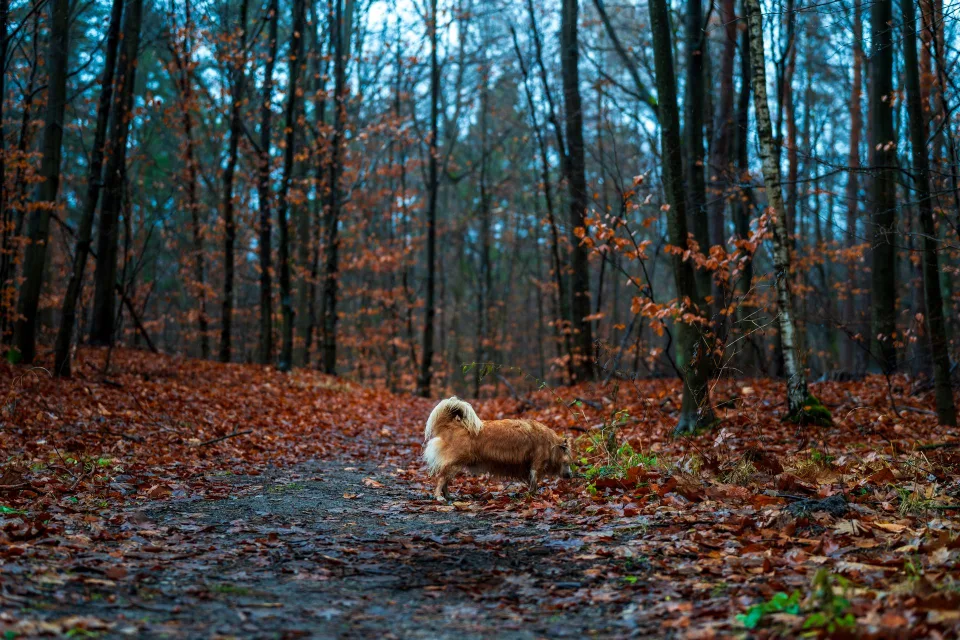 Un chien de race golden retriever marchant joyeusement sur un sentier forestier couvert de feuilles rousses d'automne.