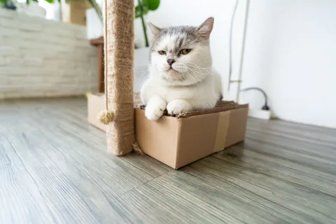 Un chat domestique gris regarde curieusement une litière autonettoyante automatique de forme sphérique installée dans un salon propre.