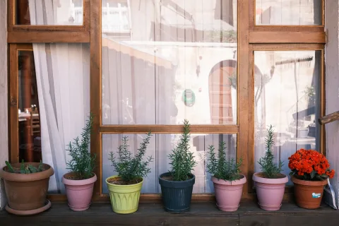 Une vue rapprochée de jardinières sur un balcon contenant de jeunes pousses d'épinards et de radis en automne.