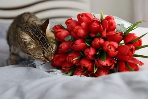 Un chat blanc examine avec curiosité une litière automatique de forme ronde