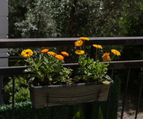 Une jardinière de balcon en bois garnie de bruyères roses et de pensées violettes sous une lumière douce d'automne