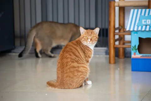 Un chat curieux observant une litière autonettoyante blanche de forme sphérique.
