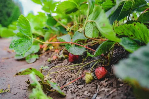 Gros plan sur des mains plantant un jeune fraisier dans une terre riche et paillée.
