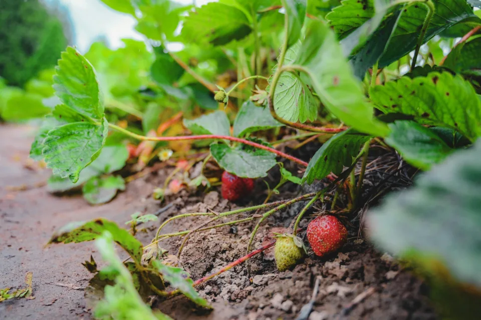 Gros plan sur des mains plantant un jeune fraisier dans une terre riche et paillée.
