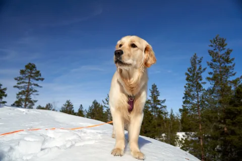 Un chien de race Golden Retriever portant un dispositif de localisation GPS orange à son collier dans une forêt.