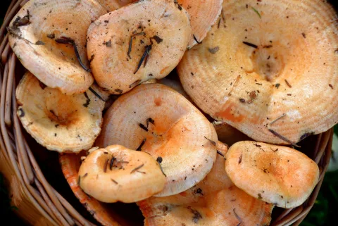Un panier en osier rempli de cèpes et de girolles posé sur un tapis de mousse en forêt.