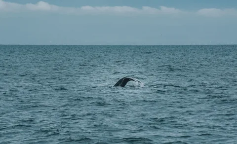 Une baleine à bosse plongeant dans l'océan avec sa queue hors de l'eau devant des montagnes enneigées.
