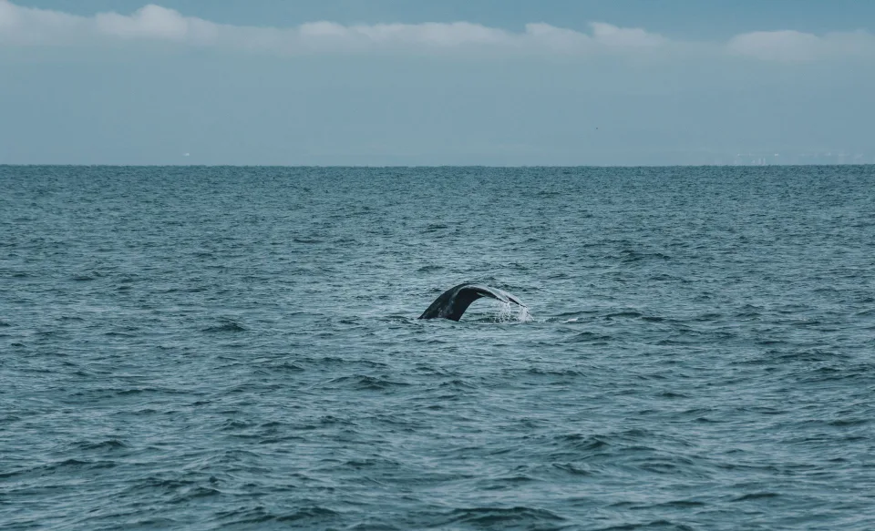 Une baleine à bosse plongeant dans l'océan avec sa queue hors de l'eau devant des montagnes enneigées.