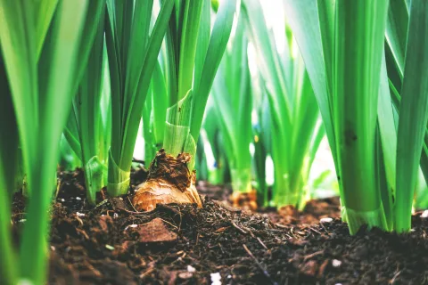Une personne plante soigneusement des bulbes de tulipes dans la terre d'un jardin en automne.